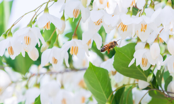 The Japanese snowbell flowers attract honey bees, which come to collect nectar and pollen. Warm sunshine - Styrax japonicus, Snowbell tree 