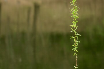 green wheat field