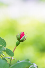 A rosebud spotted by the roadside, quietly waiting to bloom. 