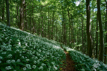 Narrow path through flowering Allium ursinum (wild garlic, ramsons, cowleekes, cows' leek, cowleek, buckrams, broad-leaved garlic, wood garlic, bear leek) in spring forest. 