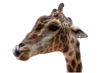 Giraffe head isolated on white background