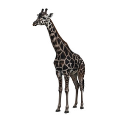 Majestic Giraffe Standing Tall with Distinctive Brown and White Patches on a Black Background.