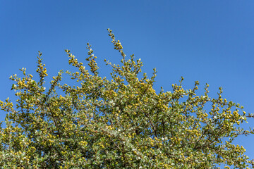 Ceanothus megacarpus is a species of flowering shrub,  bigpod ceanothus. Mount Hollywood Trail,...
