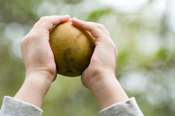Child's hands holding a ripe fruit outdoors