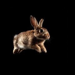 Fototapeta premium Rabbit leaps in mid-air against black background