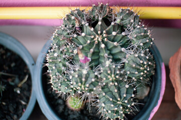 Variety of green cactus plants in pots. Cactus farming as a hobby concept.