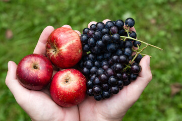 Hands holding fresh red apples and dark purple grapes.