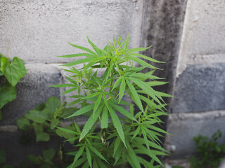 Green marijuana, hemp leaves. Cannabis high quality. Thematic photo to treat patients and drugs against pain. Toned with color filter and soft noise to get old camera effect. Soft focus and blurred.	
