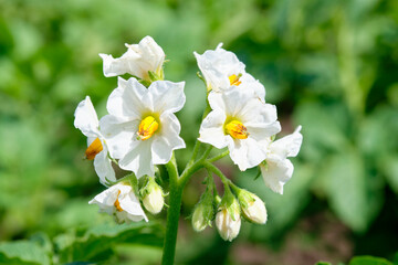 Flower of Poteto. selective focus. Growing potato crops