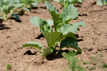 Young cabbage in close-up on a bed in the garden. Selective focus
