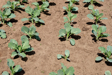 A bed of young cabbage leaves. In the garden, young cabbage shoots close-up. Selective focus