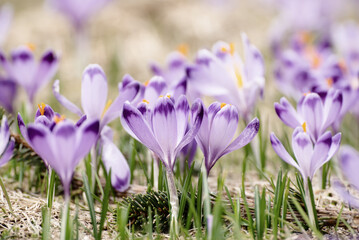 Spring crocus flowers in the grass, Easter seasonal background