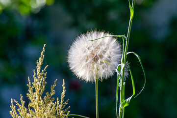 dandelion on the green field background