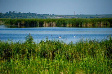 ducks on the lake in Ivachiv Horishnii, Ternopil, Ukraine	