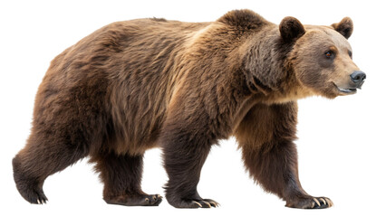 Fototapeta premium Brown Bear isolated on a white background PNG. AI GENERATED.