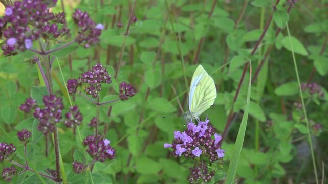 Green-Veined White butterfly (Pieris napi) feeding on Wild Marjoram (Origanum vulgare) flowers before flying away. June, Kent, UK [Slow motion x 5]