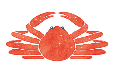 美味しそうな蟹　カニ　ズワイガニ