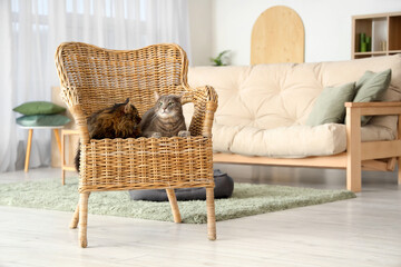 Cute cats lying in wicker armchair at home
