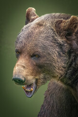 Powerful Grizzly Bear Roaring with Intense Expression in Wild Forest