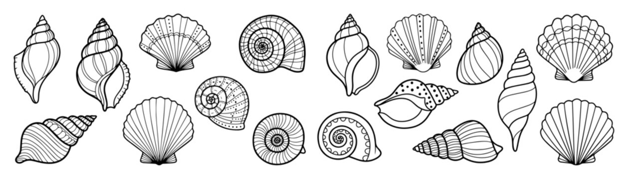sea shells and spiral snails vector elements