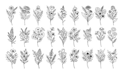 wildflower bouquet and herb collection sketch vector
