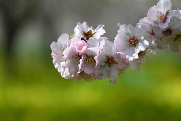 Nature photography, landscape, street photography, animal photography, birds, buildings, ocean waves, beaches, sunsets