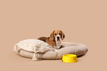 Cute Beagle dog in pet bed and bowl on brown background