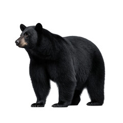Fototapeta premium A realistic black bear standing on a transparent background isolated on transparent background