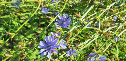Close-up of branch of cichorium endivia with blue flowers blooms in the garden. Panorama.