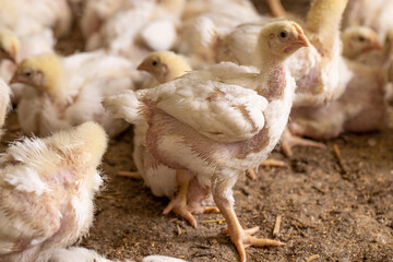 A chicken with white plumage during the change of yellow fluff to feathers