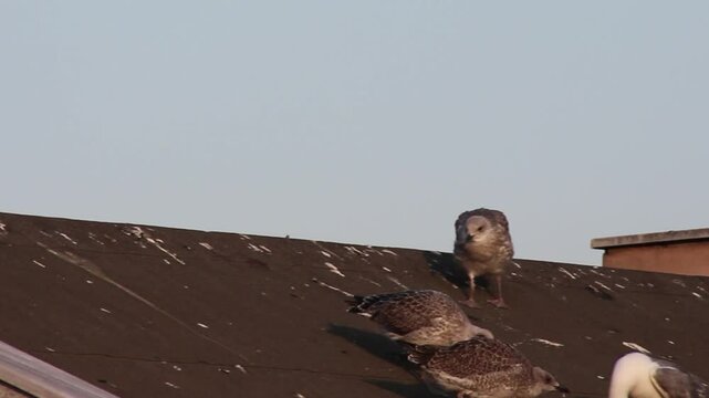 Seagull fledglings on roof begging for food

