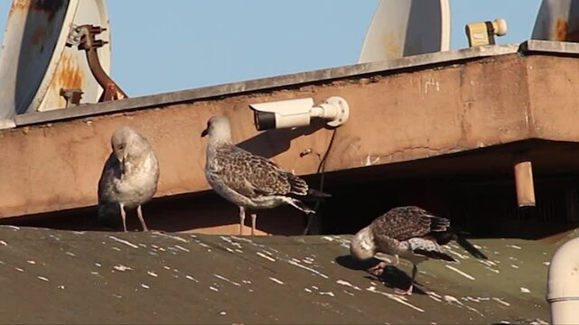 three seagull chicks fledglings cleaning and sitting on a roof in Istanbul.  With urban nature bird  noises.
