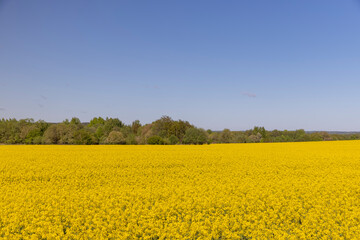 Obraz premium field with rapeseed flowers in sunny weather in summer season, yellow field with flowers and the forest and sky