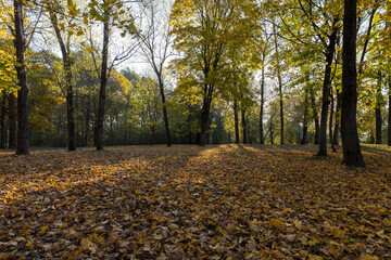 Obraz premium yellow foliage on maples in the autumn park, maples with orange foliage in sunny weather in autumn season
