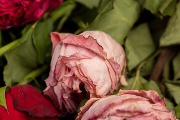 dry roses in a bouquet, a dry bouquet of roses on the table, close up