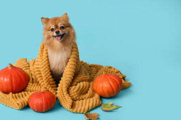 Cute Pomeranian dog with pumpkins, autumn leaves and plaid sitting on blue background