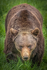 Large Brown Bear Staring Directly Ahead in Green Grass