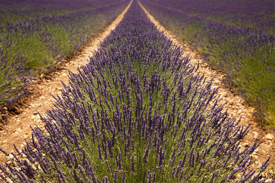 Lavande en fleur dans un sillon en gros plan en Provence dans le sud de la France
