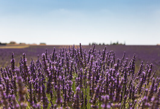 Lavande en fleur en gros plan dans un champ de lavande en Provence avec ciel bleu en arri&egrave;re plan