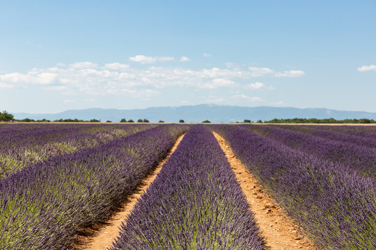 Champ de lavande en fleur, sillons vus de face avec montagne et ciel bleu en arri&egrave;re-plan, plateau de Valensole en Provence dans le sud de la France