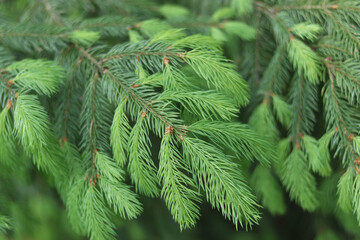 Fresh spruce tree branches with green needles, natural conifer close-up, blurred forest background.