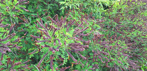 Bushes of amorpha fruticosa or amorpha canescens with violet and yellow long flowers bloom in a field. Panorama.