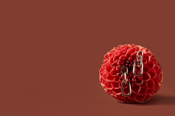 Beautiful dahlia flower with stylish earrings on brown background