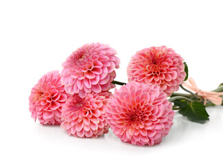 Bouquet of beautiful pink dahlia flowers on white background