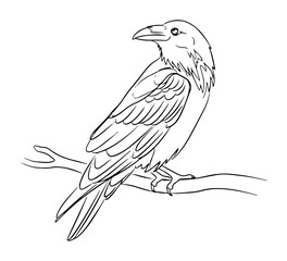 line art raven perched on branch drawing