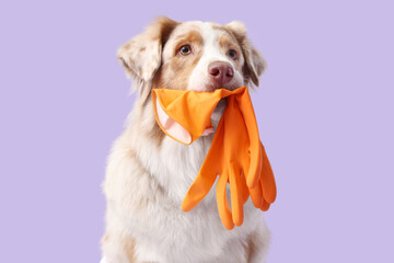 Cute Australian Shepherd dog with rubber gloves on lilac background, closeup