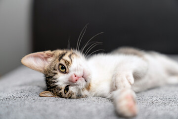Adorable tabby kitten sleeping peacefully on soft grey blanket, close up of cute baby cat resting...