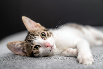 Adorable tabby kitten sleeping peacefully on soft grey blanket, close up of cute baby cat resting...
