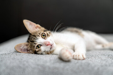 Adorable tabby kitten sleeping peacefully on soft grey blanket, close up of cute baby cat resting...