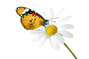Schmetterling 1364
